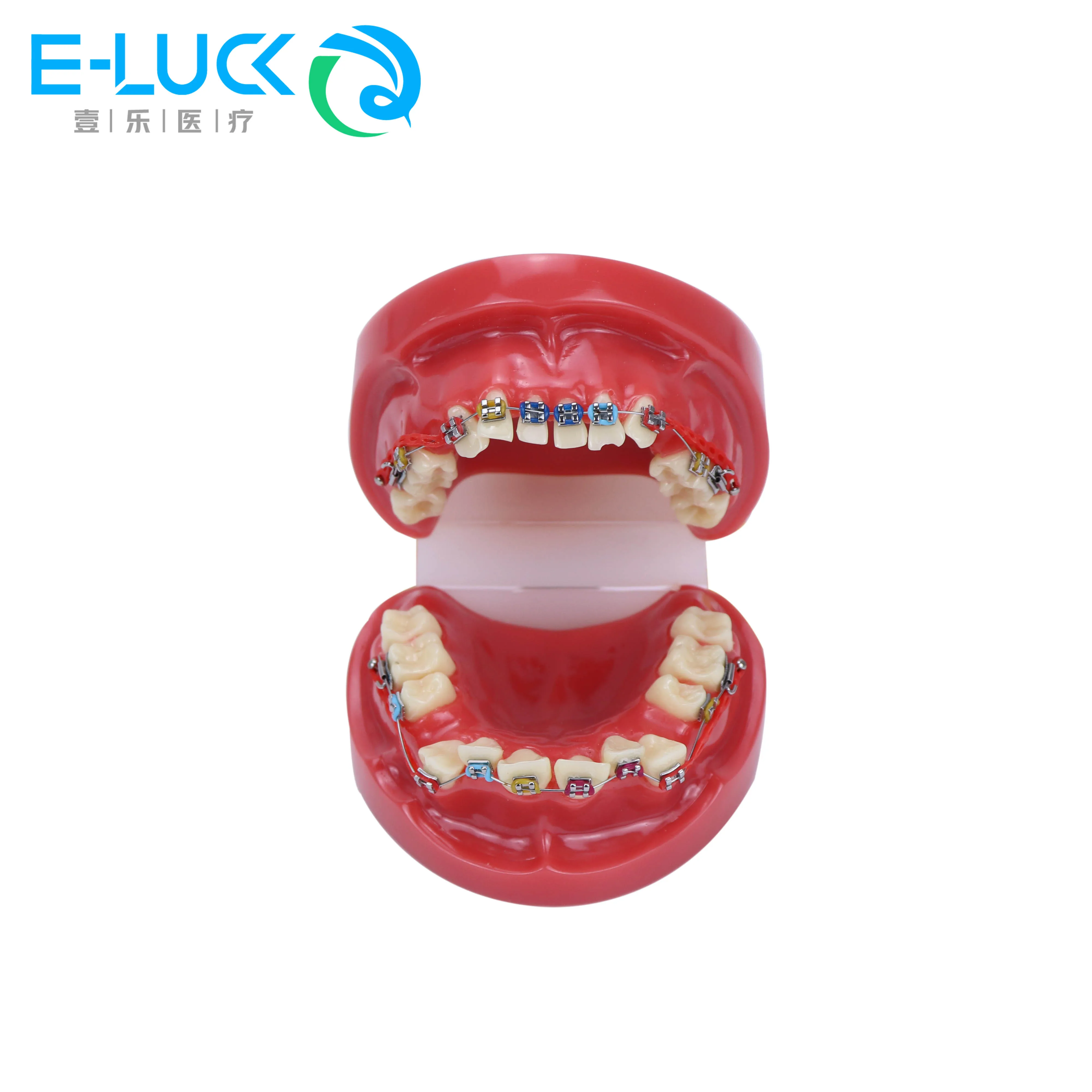 שיניים אורתודונטיה שיניים דגם מתכת הסוגר קשת חוט תיקון אורתודונטי דגם עם שיניים סוגריים